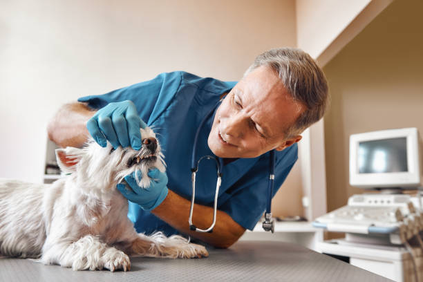 Best Dentist for Tooth Abscess  in Lagrange, OH